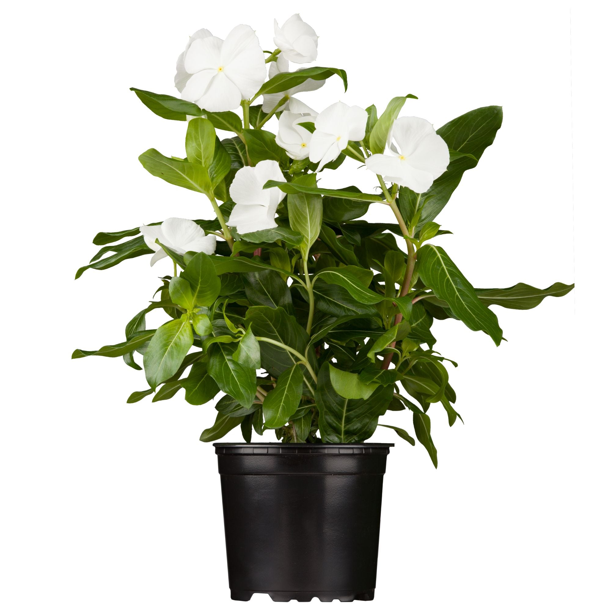 Zimmerimmergrün (Catharanthus roseus) - Weiß - winterhart | Bild 1