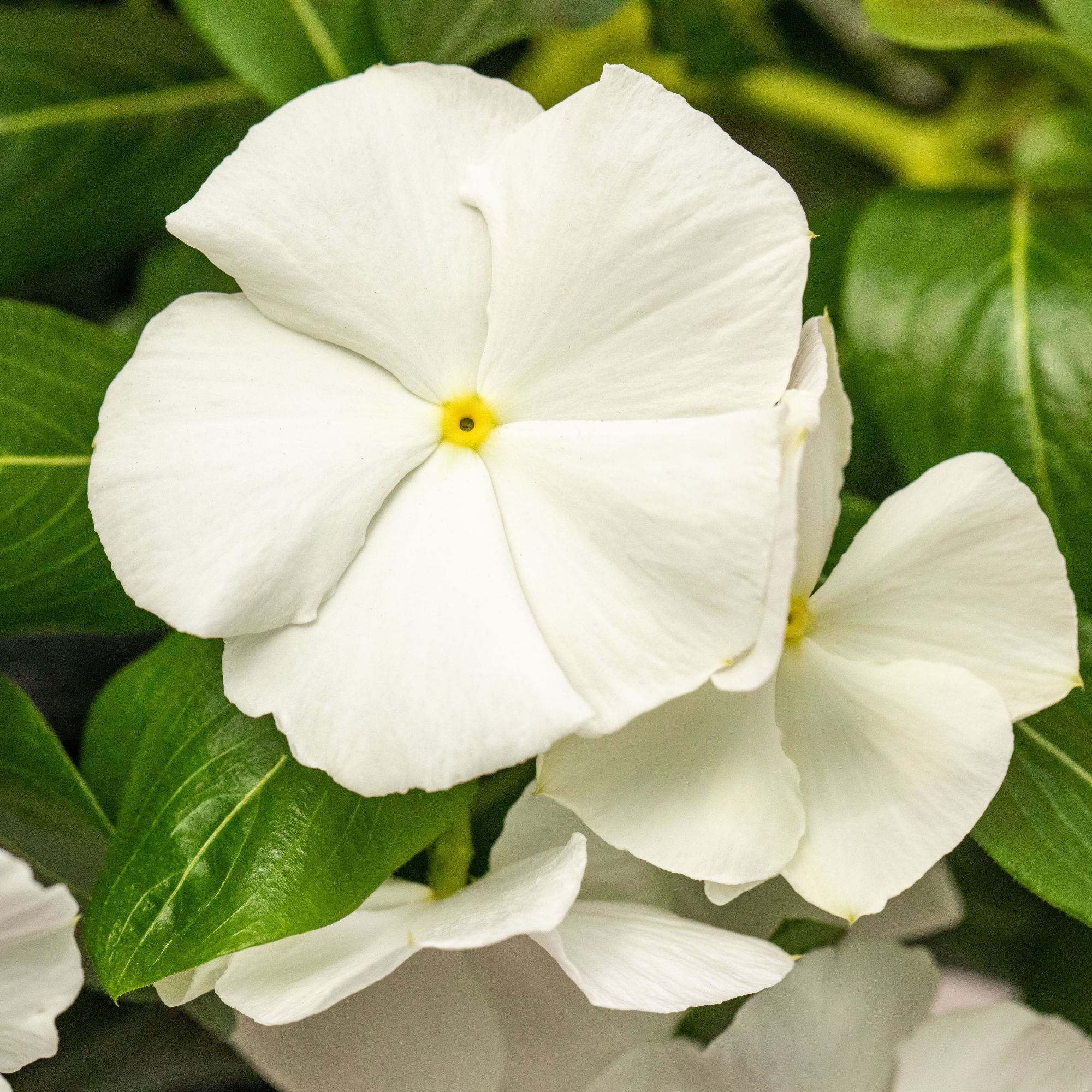 Zimmerimmergrün (Catharanthus roseus) - Weiß - winterhart | Bild 2