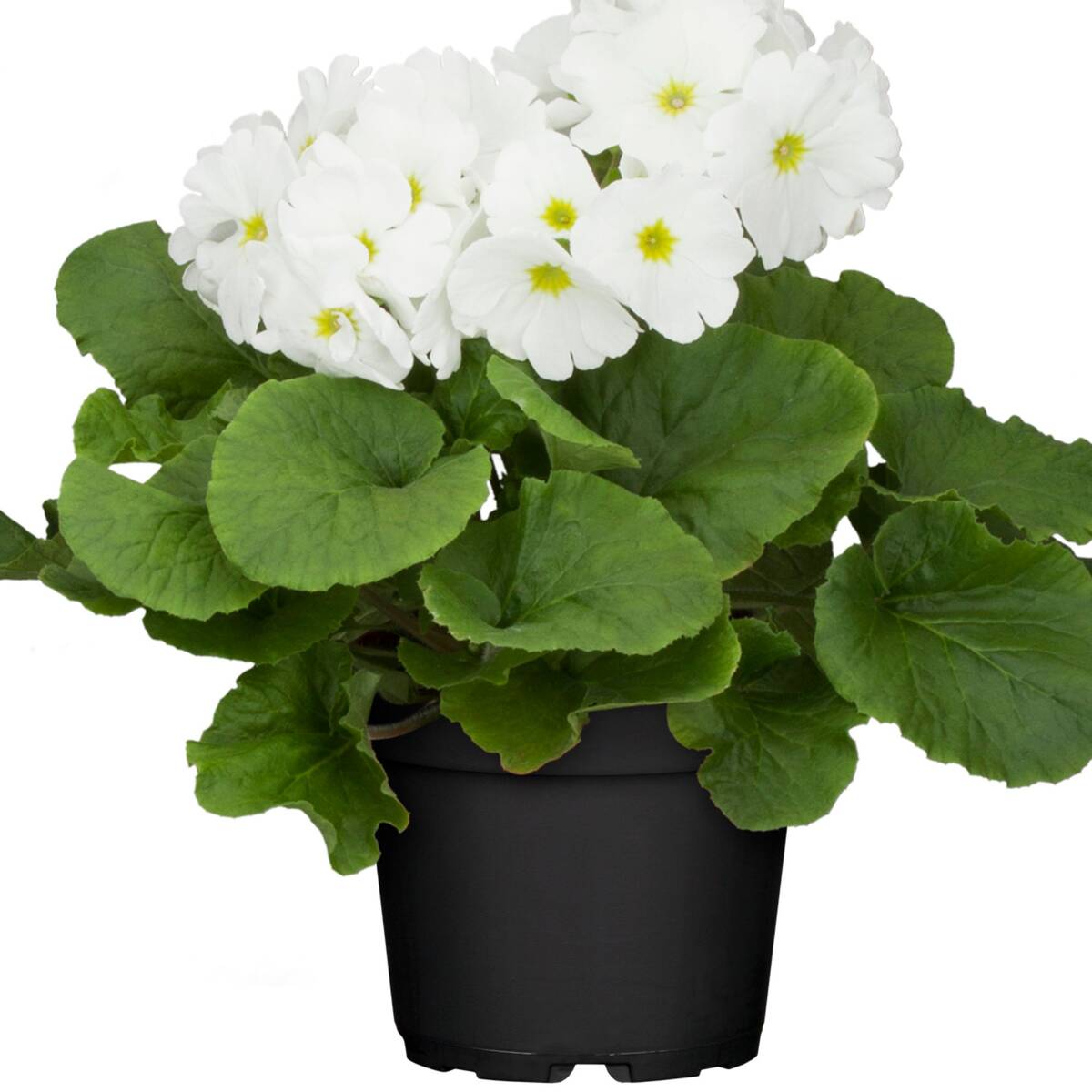 Zimmerprimel (Primula obconica) - Weiß - immergrün - winterhart | Bild 1