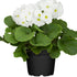 Zimmerprimel (Primula obconica) - Weiß - immergrün - winterhart | Bild 1
