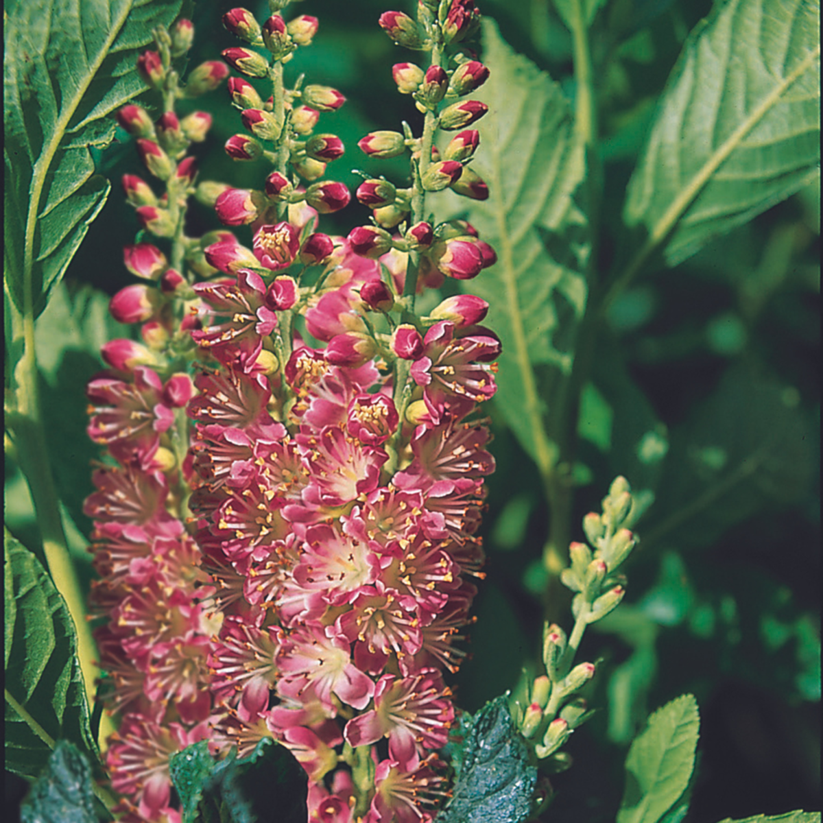 Zimterle 'Ruby Spice' (Clethra alnifolia 'Ruby Spice') - Rosa - sommergrün - winterhart | Bild 1