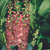 Zimterle 'Ruby Spice' (Clethra alnifolia 'Ruby Spice') - Rosa - sommergrün - winterhart | Bild 1