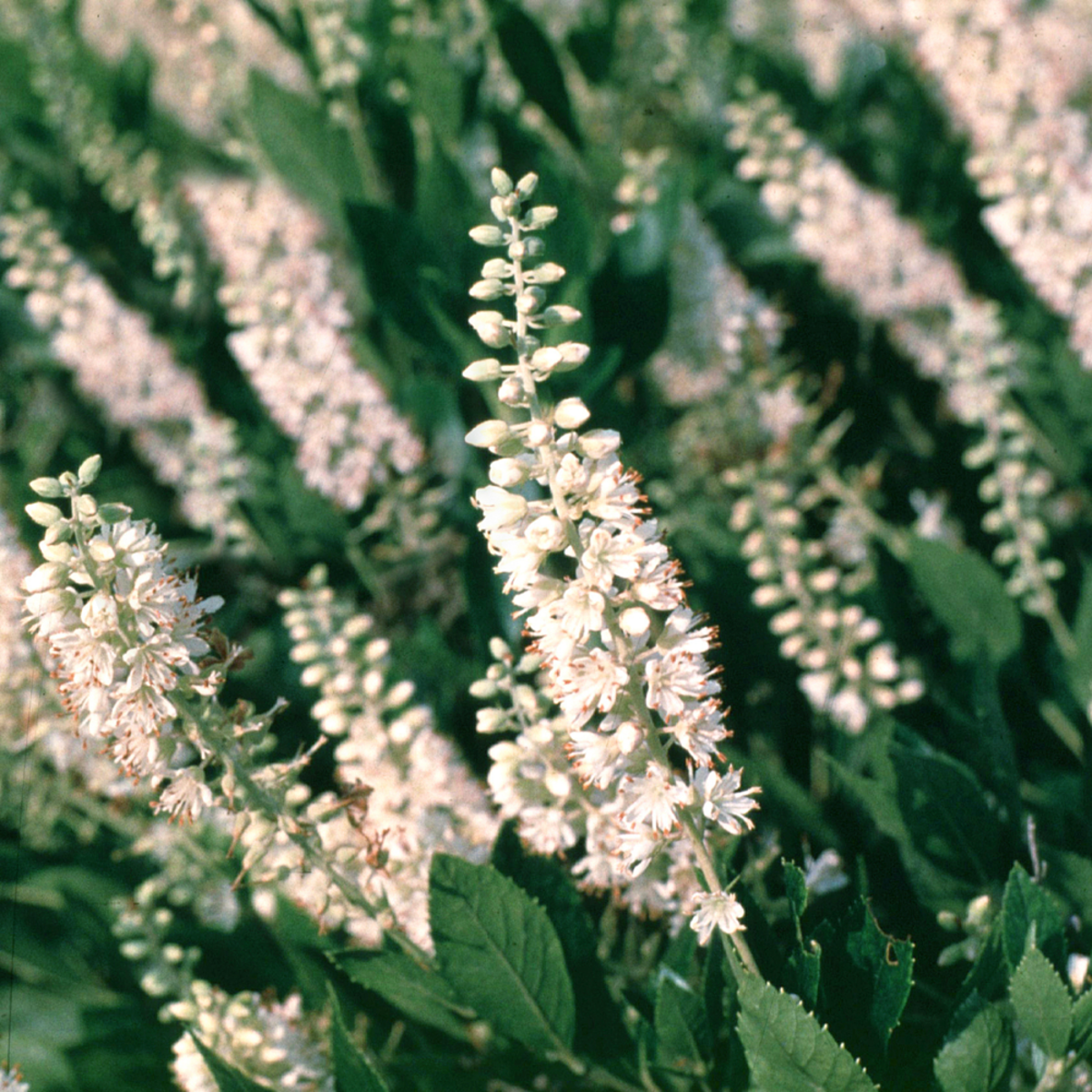 Zimterle 'Sixteen Candles' (Clethra alnifolia 'Sixteen Candles') - Weiß - sommergrün - winterhart | Bild 1