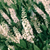 Zimterle 'Sixteen Candles' (Clethra alnifolia 'Sixteen Candles') - Weiß - sommergrün - winterhart | Bild 1