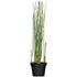 Zinkkraut (Equisetum hyemale var. ') - Grün - immergrün - winterhart | Bild 2