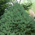 Zuckerhutfichte 'Conica' (Picea glauca 'Conica ') - Grün - winterhart | Bild 1