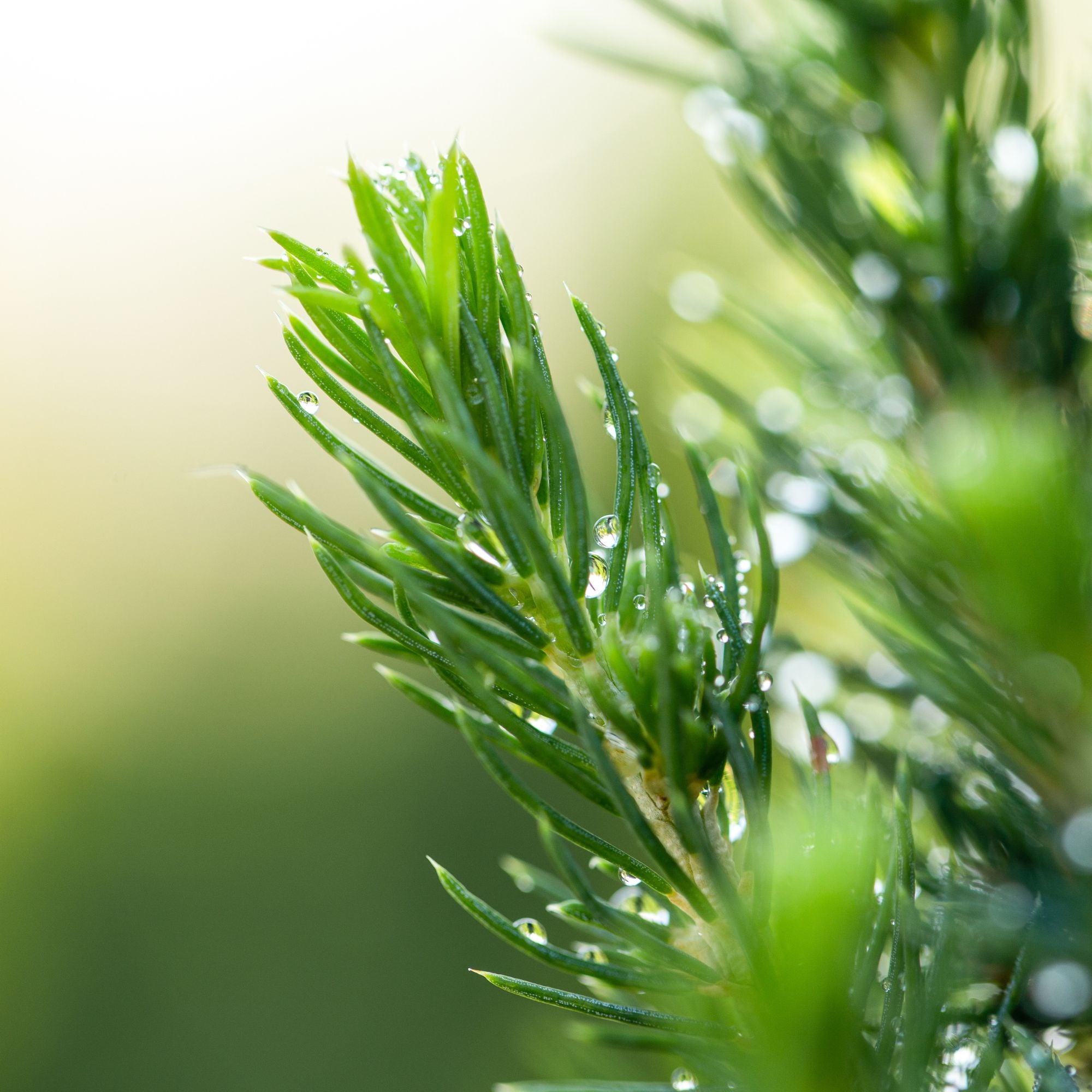 Zuckerhutfichte im wasserdichten Jutesack geschmückt (Picea glauca 'Conica') - Rot - immergrün - winterhart | Bild 1