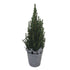 Zuckerhutfichte im weihnachtlichen Filzübertopf, grau (Picea glauca 'Conica') - Grün - immergrün - winterhart | Bild 1