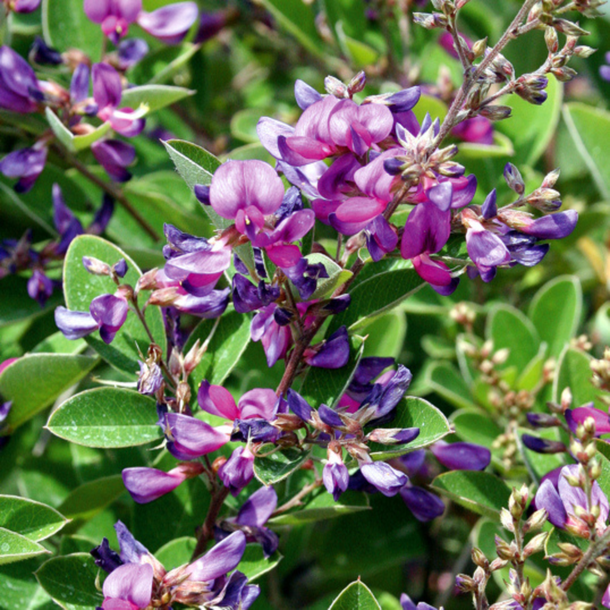 Zweifarbiger Buschklee 'Summer Beauty' (Lespedeza bicolor 'Summer Beauty') - Violett - sommergrün - winterhart - bienenfreundlich | Bild 1