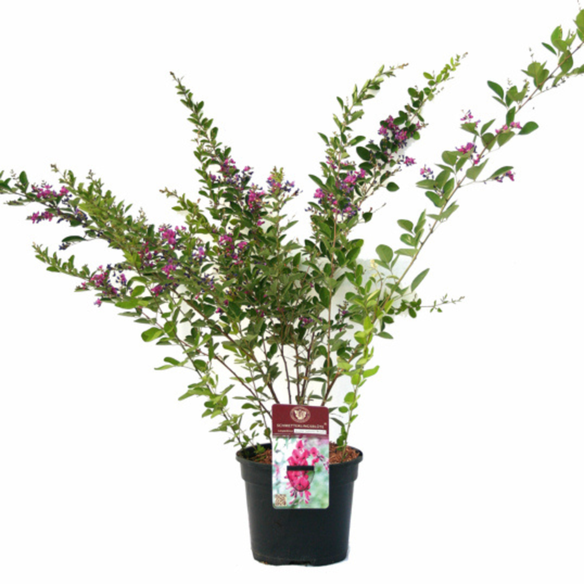 Zweifarbiger Buschklee 'Summer Beauty' (Lespedeza bicolor 'Summer Beauty') - Violett - sommergrün - winterhart - bienenfreundlich | Bild 2