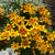 Zweizahn 'Tiger Bee' (Bidens ferulifolia 'Tiger Bee') - Gelb | Bild 1