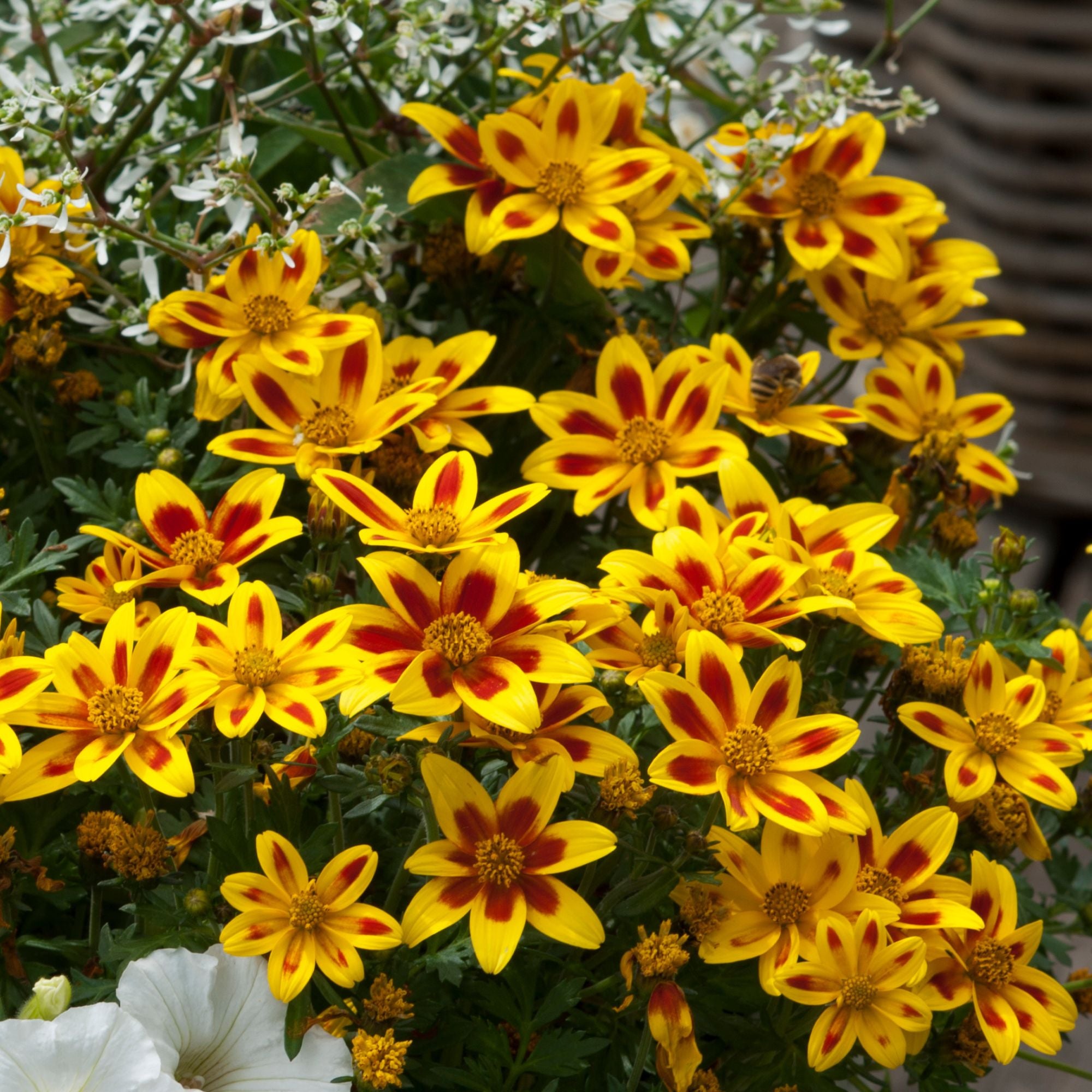Zweizahn 'Tiger Bee' (Bidens ferulifolia 'Tiger Bee') - Gelb | Bild 2