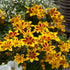 Zweizahn 'Tiger Bee' (Bidens ferulifolia 'Tiger Bee') - Gelb | Bild 2