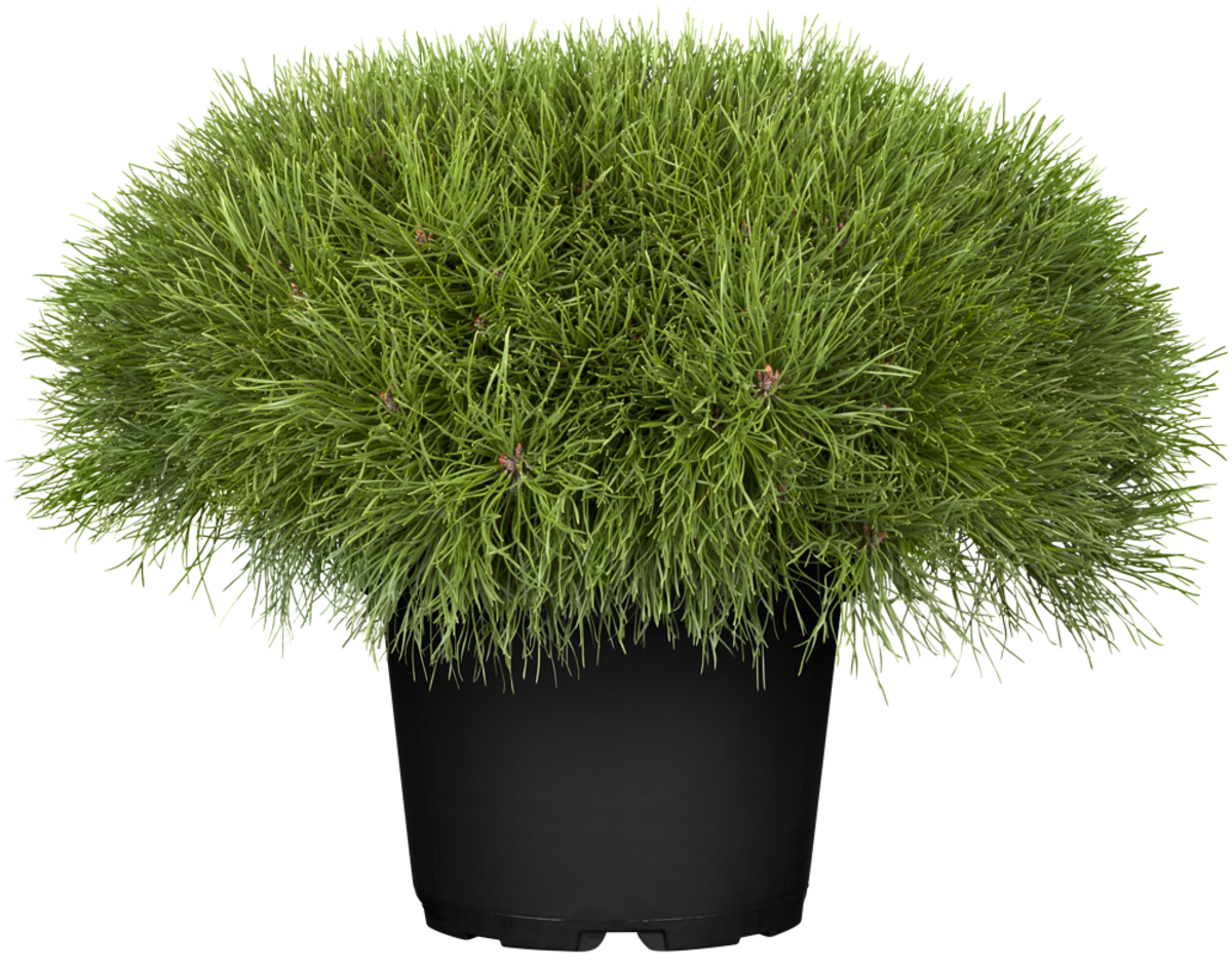 Zwerg-Kiefer 'Pumilio' (Pinus mugo 'Pumilio') - Grün - winterhart | Bild 1