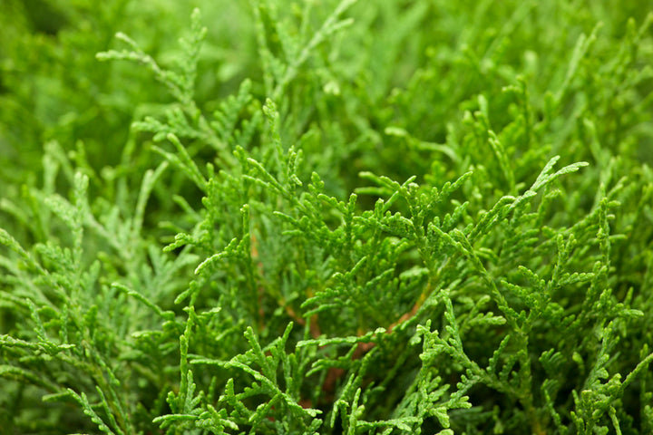 Zwerg-Lebensbaum 'Tiny Tim' (Thuja occidentalis 'Tiny Tim') - Grün - immergrün - winterhart | Bild 2