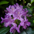 Zwerg-Rhododendron 'Moerheimii' (Rhododendron impeditum 'Moerheimii') - Violett - winterhart | Bild 1
