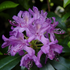 Zwerg-Rhododendron 'Moerheimii' (Rhododendron impeditum 'Moerheimii') - Violett - winterhart | Bild 1