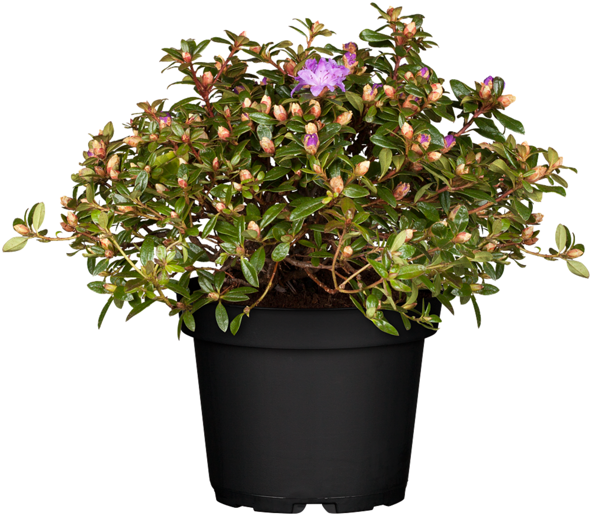 Zwerg-Rhododendron 'Moerheimii' (Rhododendron impeditum 'Moerheimii') - Violett - winterhart | Bild 2