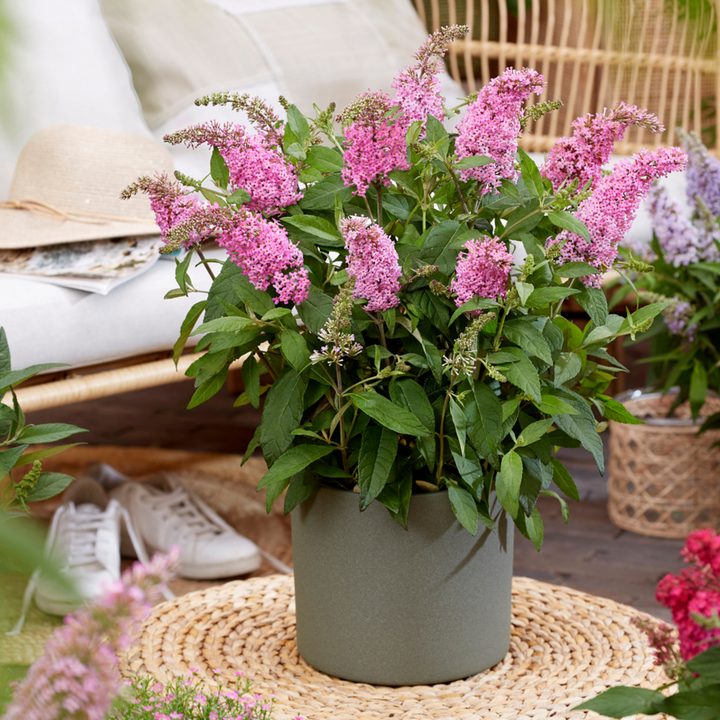 Zwerg Sommerflieder 'Butterfly Candy®'Lila Sweetheart (Buddleja davidii 'Butterfly Candy® Lila Sweetheart') - Pink - sommergrün - winterhart | Bild 3