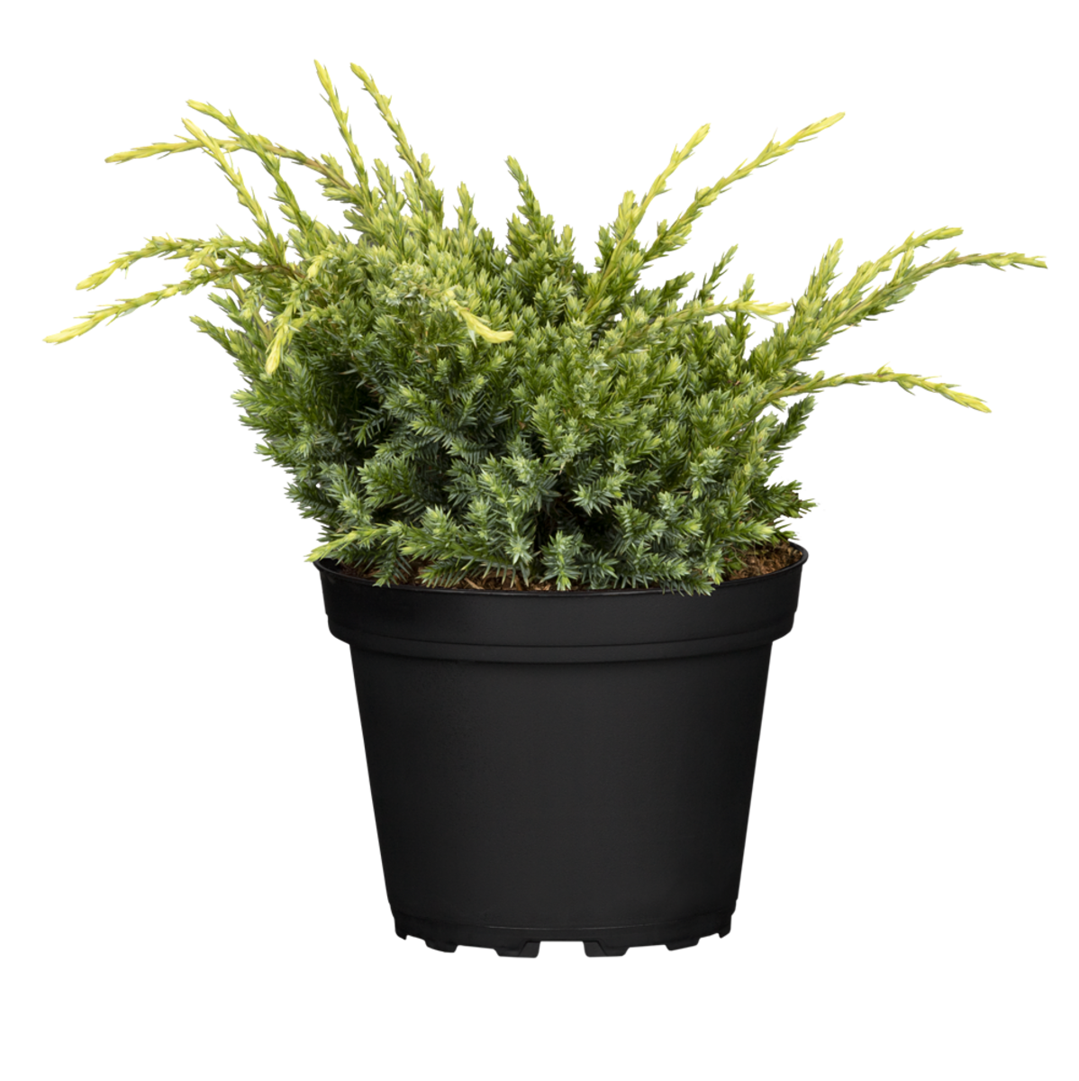 Zwerg-Wacholder 'Holger' (Juniperus squamata 'Holger') - Gelb - winterhart | Bild 1