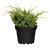 Zwerg-Wacholder 'Holger' (Juniperus squamata 'Holger') - Gelb - winterhart | Bild 1