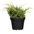 Zwerg-Wacholder 'Holger' (Juniperus squamata 'Holger') - Gelb - winterhart | Bild 1