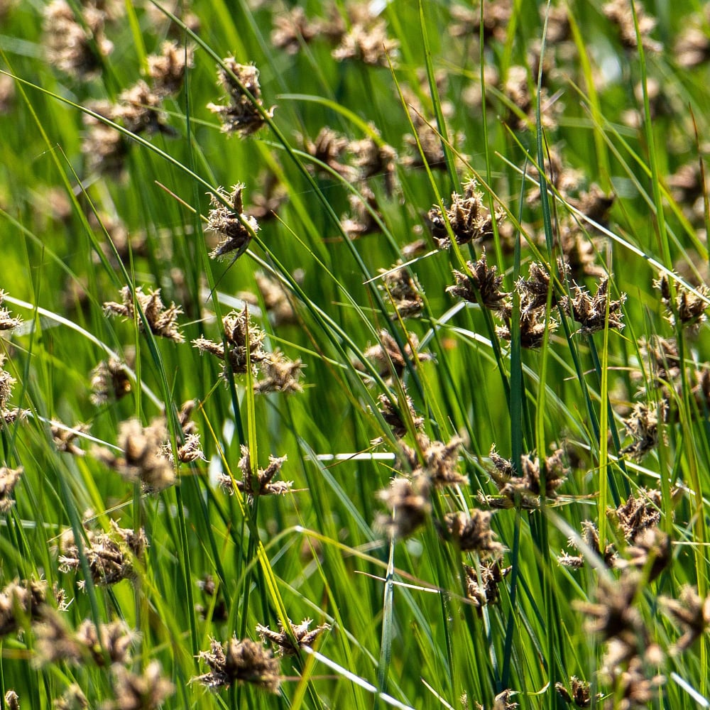 Zwergbinse (Juncus ensifolius) - Grün | Bild 1