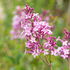 Zwergflieder 'Red Pixie' (Syringa meyeri 'Red Pixie') - Rosa - sommergrün - winterhart | Bild 1
