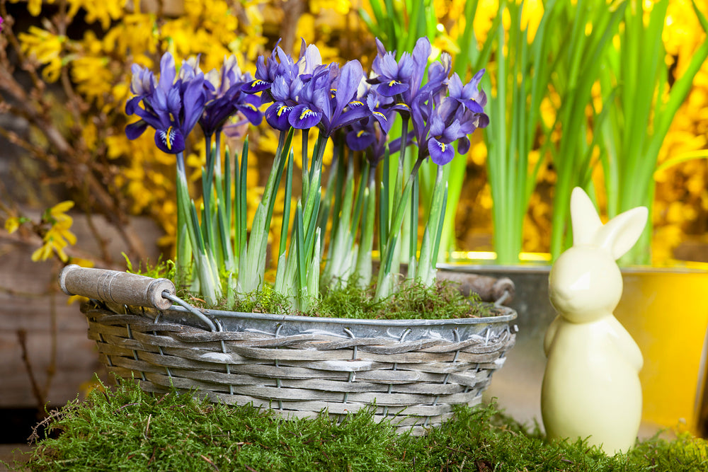 Zwergiris (Iris reticulata) - Blau - sommergrün - winterhart | Bild 3