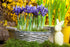 Zwergiris (Iris reticulata) - Blau - sommergrün - winterhart | Bild 3