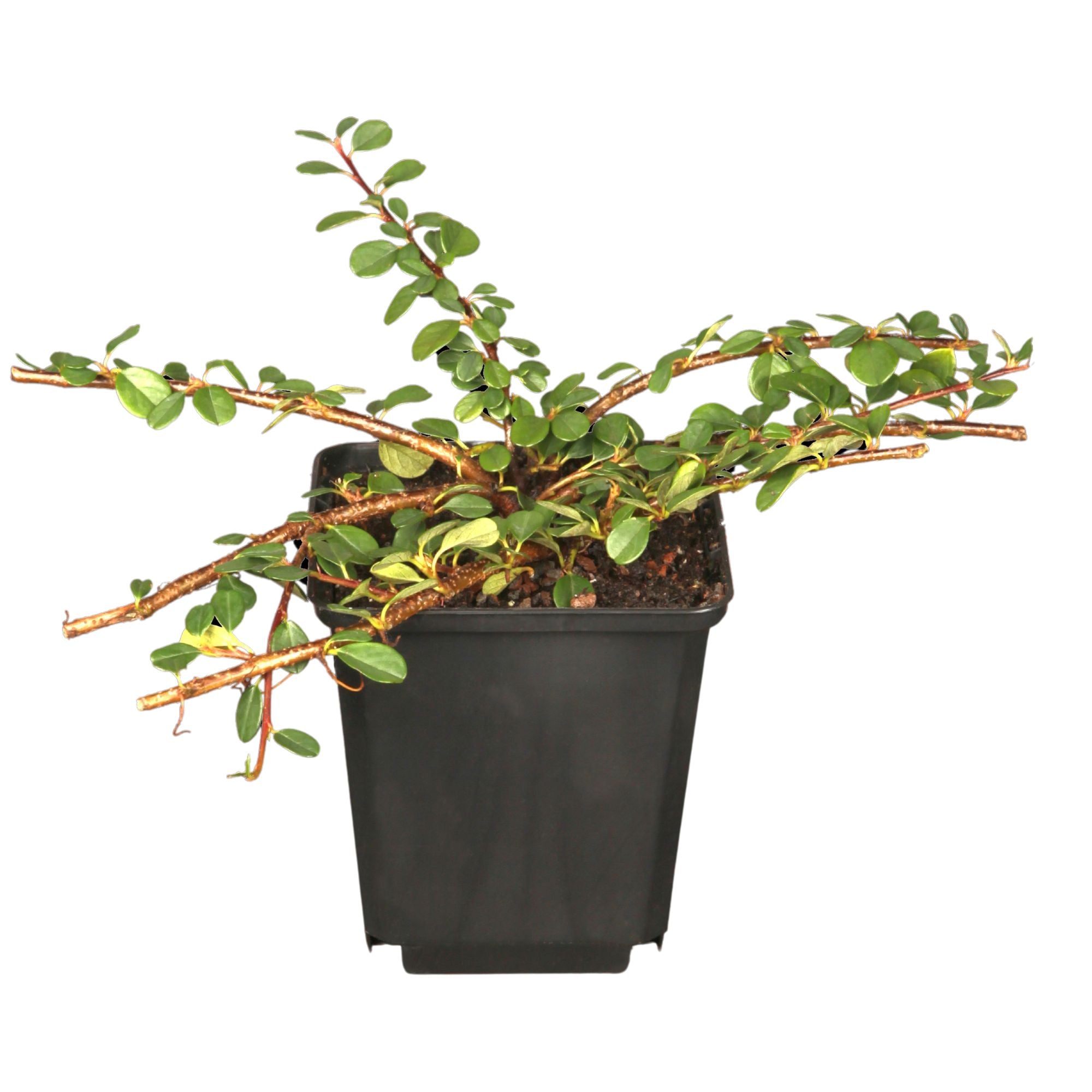 Zwergmispel 'Frieders Evergreen', 12er-Set (Cotoneaster dammeri 'Frieders Evergreen') - Weiß - immergrün - winterhart | Bild 1