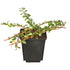 Zwergmispel 'Frieders Evergreen', 12er-Set (Cotoneaster dammeri 'Frieders Evergreen') - Weiß - immergrün - winterhart | Bild 1