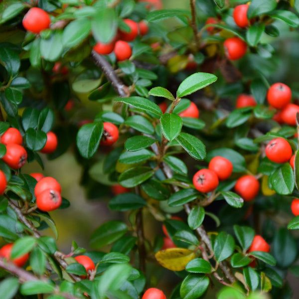 Zwergmispel 'Frieders Evergreen', 12er-Set (Cotoneaster dammeri 'Frieders Evergreen') - Weiß - immergrün - winterhart | Bild 2