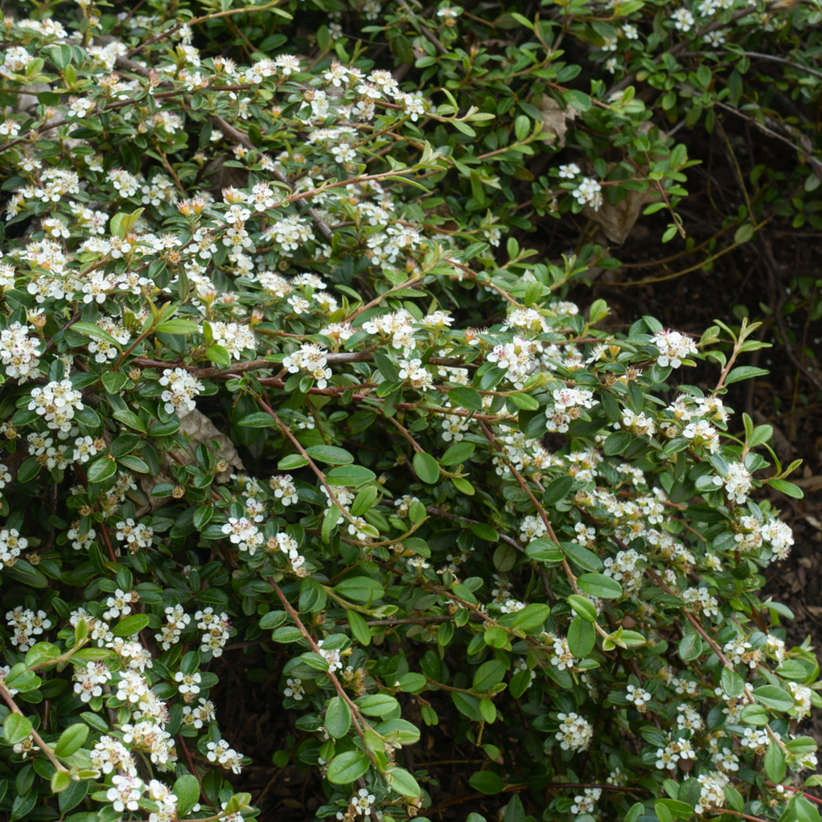 Zwergmispel 'Streibs Findling', 12er-Set (Cotoneaster dammeri 'Streibs Findling') - Weiß - immergrün - winterhart | Bild 1