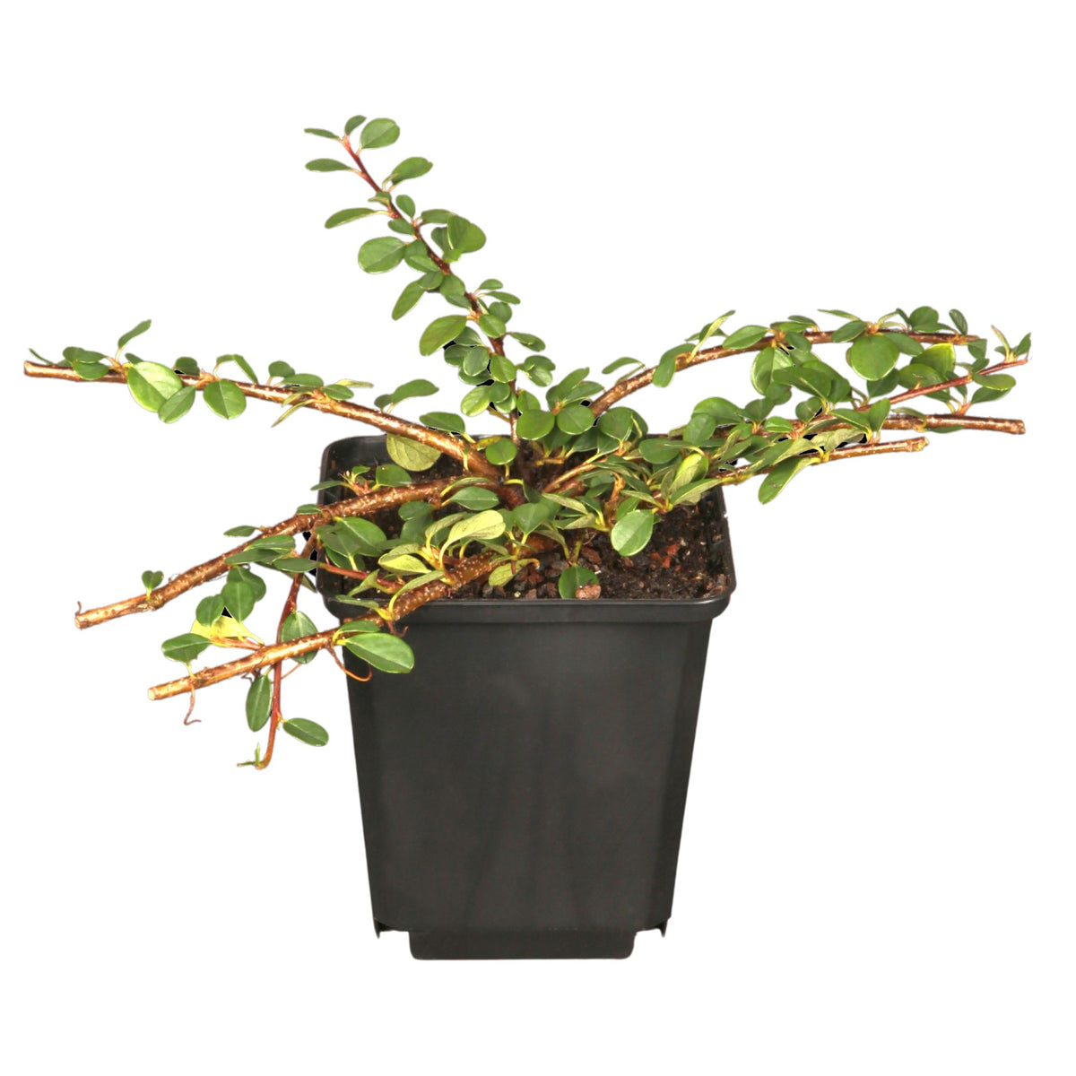 Zwergmispel 'Streibs Findling' (Cotoneaster dammeri 'Streibs Findling') - Weiß - winterhart | Bild 1
