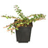 Zwergmispel 'Streibs Findling' (Cotoneaster dammeri 'Streibs Findling') - Weiß - winterhart | Bild 1