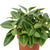 Zwergpfeffer 'Pixie' (Peperomia prostrata 'Pixie') - Grün - immergrün | Bild 1