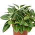 Zwergpfeffer 'Pixie' (Peperomia prostrata 'Pixie') - Grün - immergrün | Bild 1