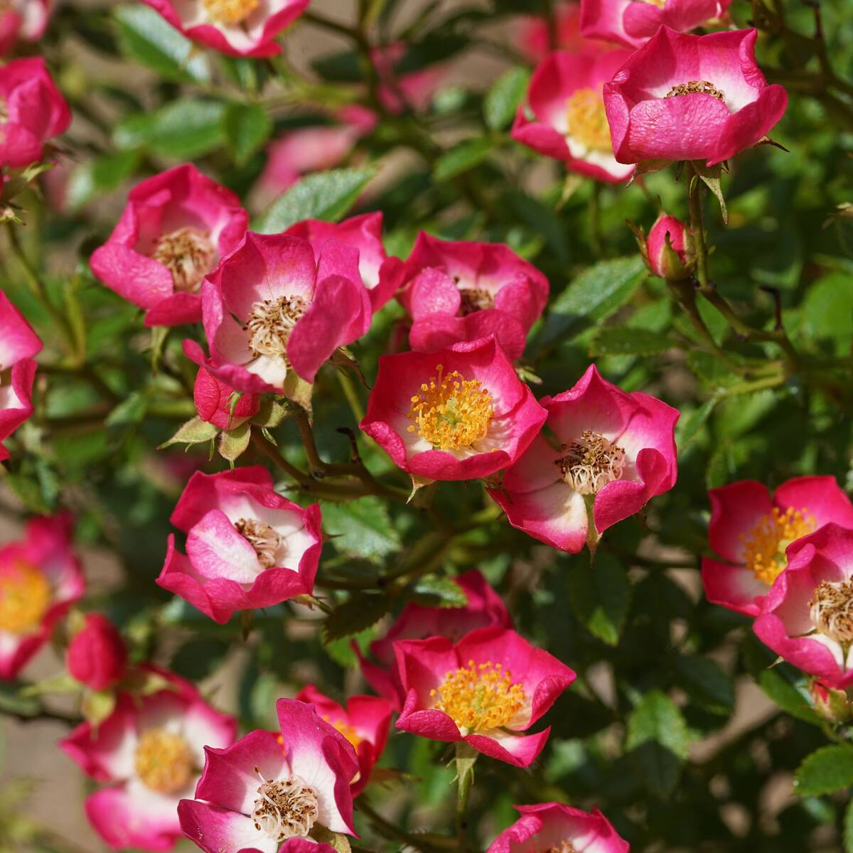 Zwergrose 'Miniatura®' (Rosa 'Miniatura®') - Rosa - sommergrün - winterhart | Bild 1